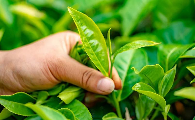 Giới thiệu về lá trà xanh