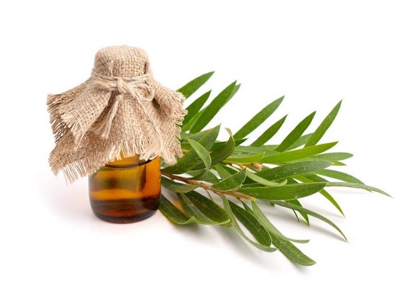 Tinh dầu tràm trà giúp trị mụn